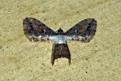 Europlema