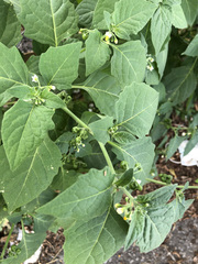 Solanum nigrum