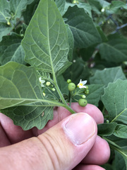 Solanum nigrum