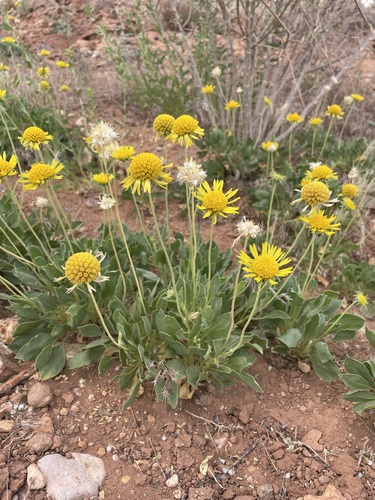 Image of Gaillardia parryi by (c) Matt Berger, some rights reserved (CC BY)