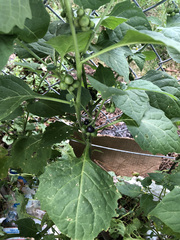 Solanum nigrum