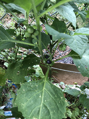 Solanum nigrum