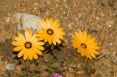 Dimorphotheca pinnata