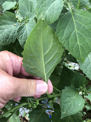 Solanum nigrum