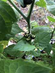 Solanum nigrum