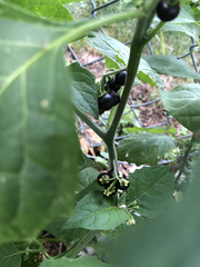 Solanum nigrum