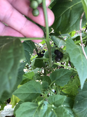 Solanum nigrum