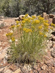 Petradoria pumila