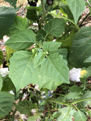 Solanum nigrum