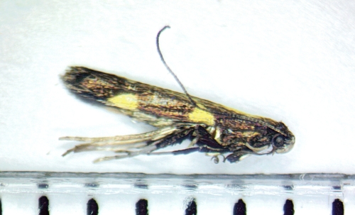 Caloptilia anthobaphes