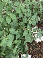 Solanum nigrum