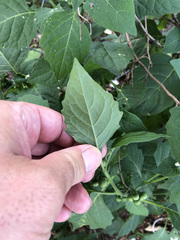 Solanum nigrum