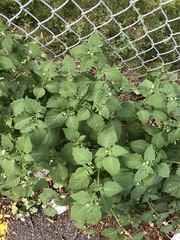 Solanum nigrum
