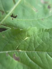Lasioptera collinsonifolia