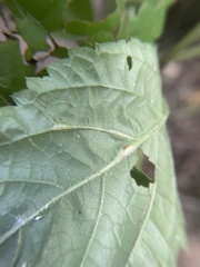 Lasioptera collinsonifolia