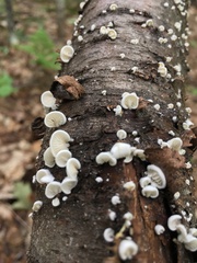 Crepidotus fusisporus