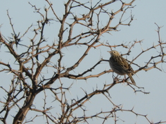 Anthus hellmayri