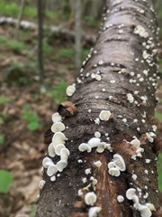 Crepidotus fusisporus