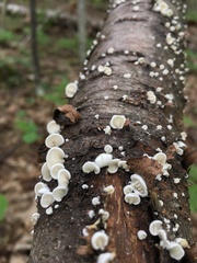 Crepidotus fusisporus