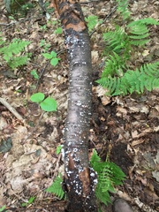 Crepidotus fusisporus