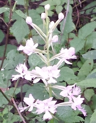 Platanthera grandiflora