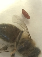 Apocephalus borealis