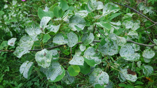 Aspen Serpentine Leafminer Moth