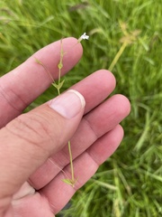 Lindernia anagallidea