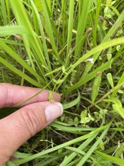 Lindernia anagallidea