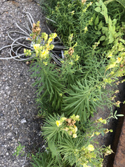 Linaria vulgaris