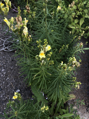 Linaria vulgaris