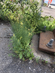 Linaria vulgaris