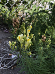 Linaria vulgaris