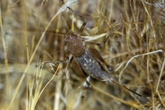 Petropedes santarosae