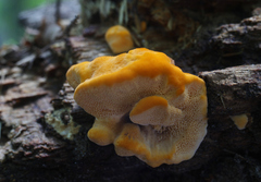 Aurantiporus croceus