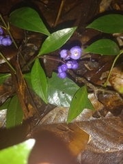 Palicourea tenerior