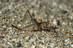 Petropedes santarosae