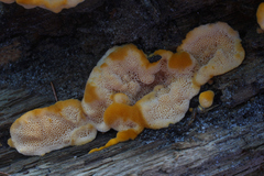 Aurantiporus croceus