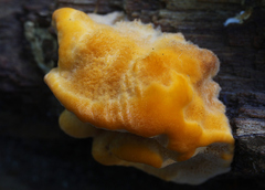 Aurantiporus croceus