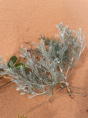 Sophora stenophylla