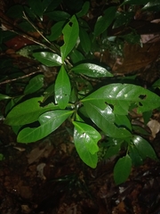 Palicourea tenerior