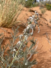 Sophora stenophylla
