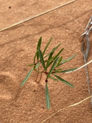 Phyllanthus warnockii