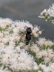 Dolichovespula arctica
