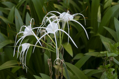 Hymenocallis speciosa