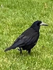 Corvus frugilegus