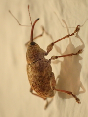 Curculio elephas