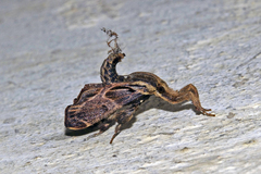 Sacada