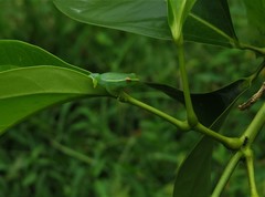 Sphaenorhynchus lacteus