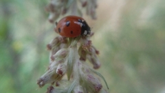 Coccinella septempunctata